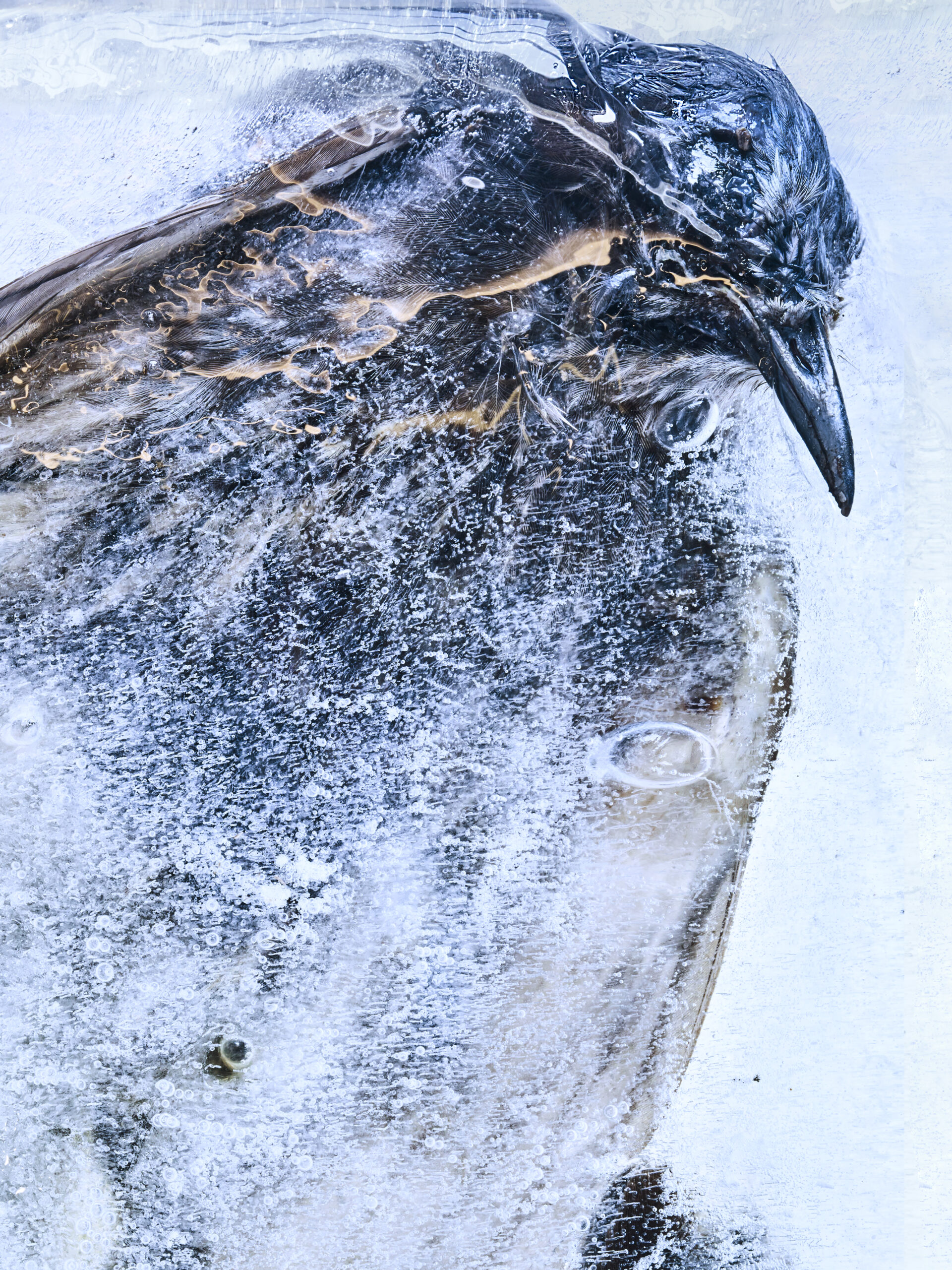 〈FROZEN GAZE_332483〉, 2020, Pigment print ⓒ 조선희