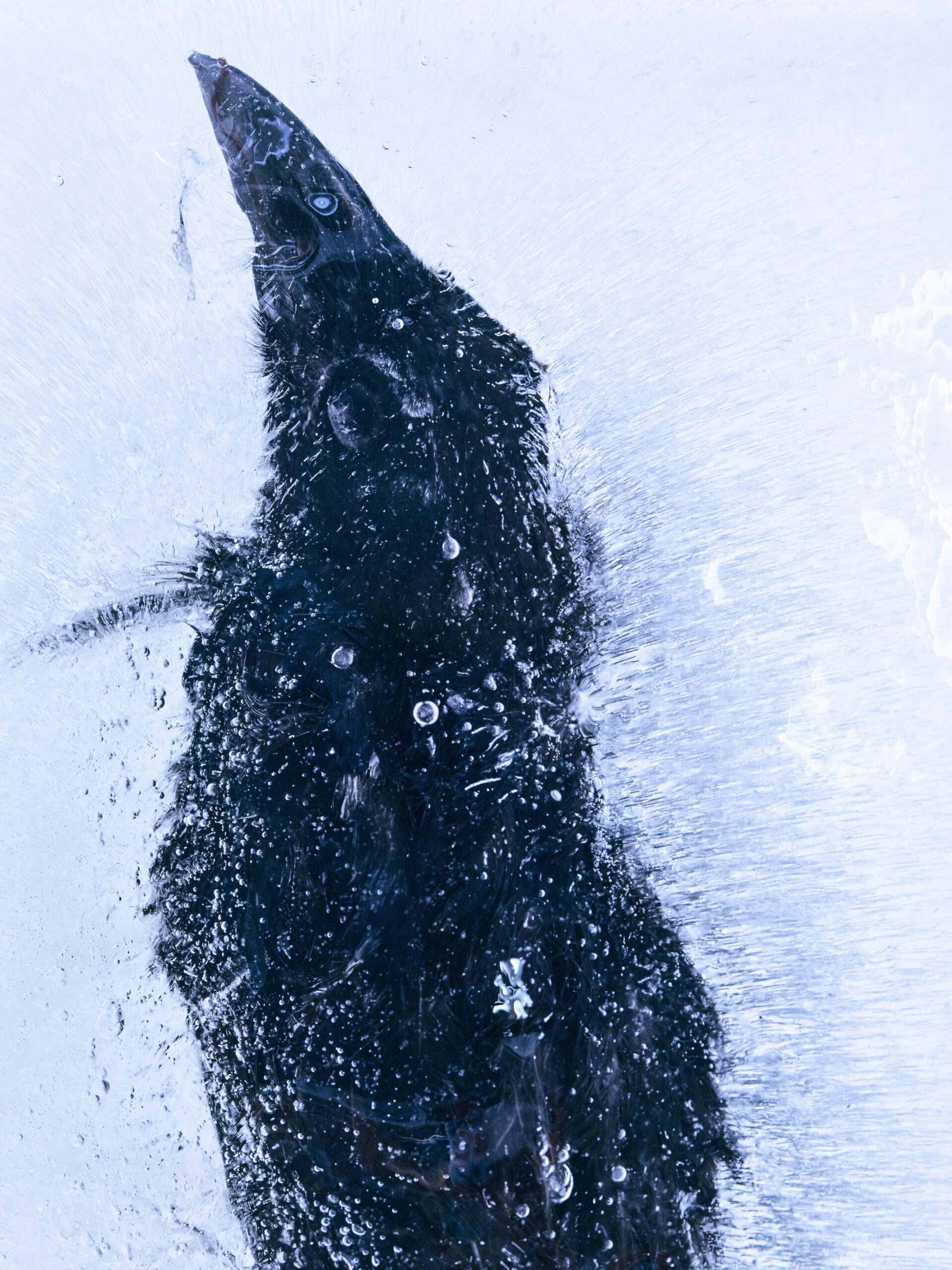 〈FROZEN GAZE_364639〉, 2024, Pigment print ⓒ 조선희