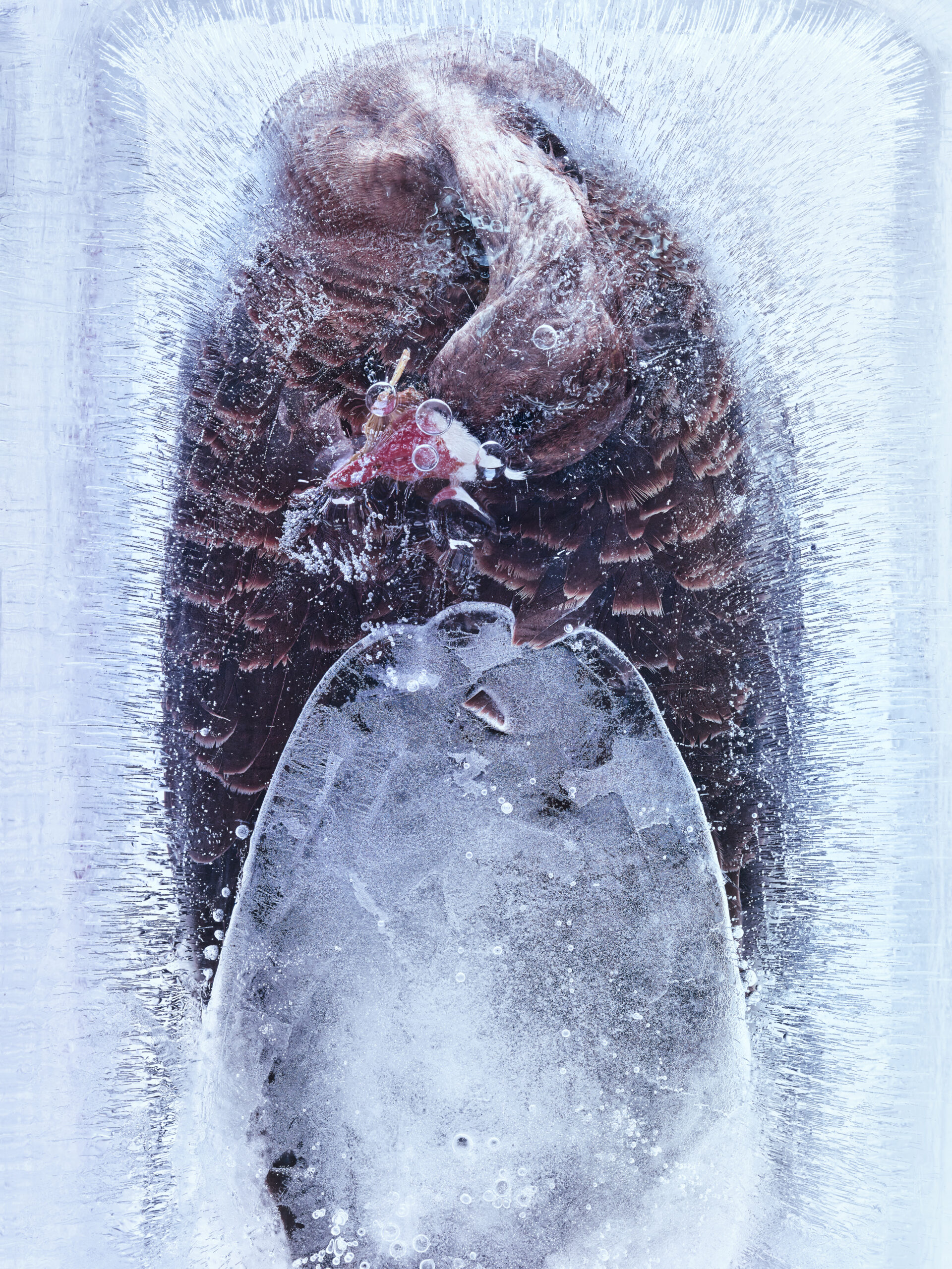 〈FROZEN GAZE_432527〉, 2025, Pigment print ⓒ 조선희