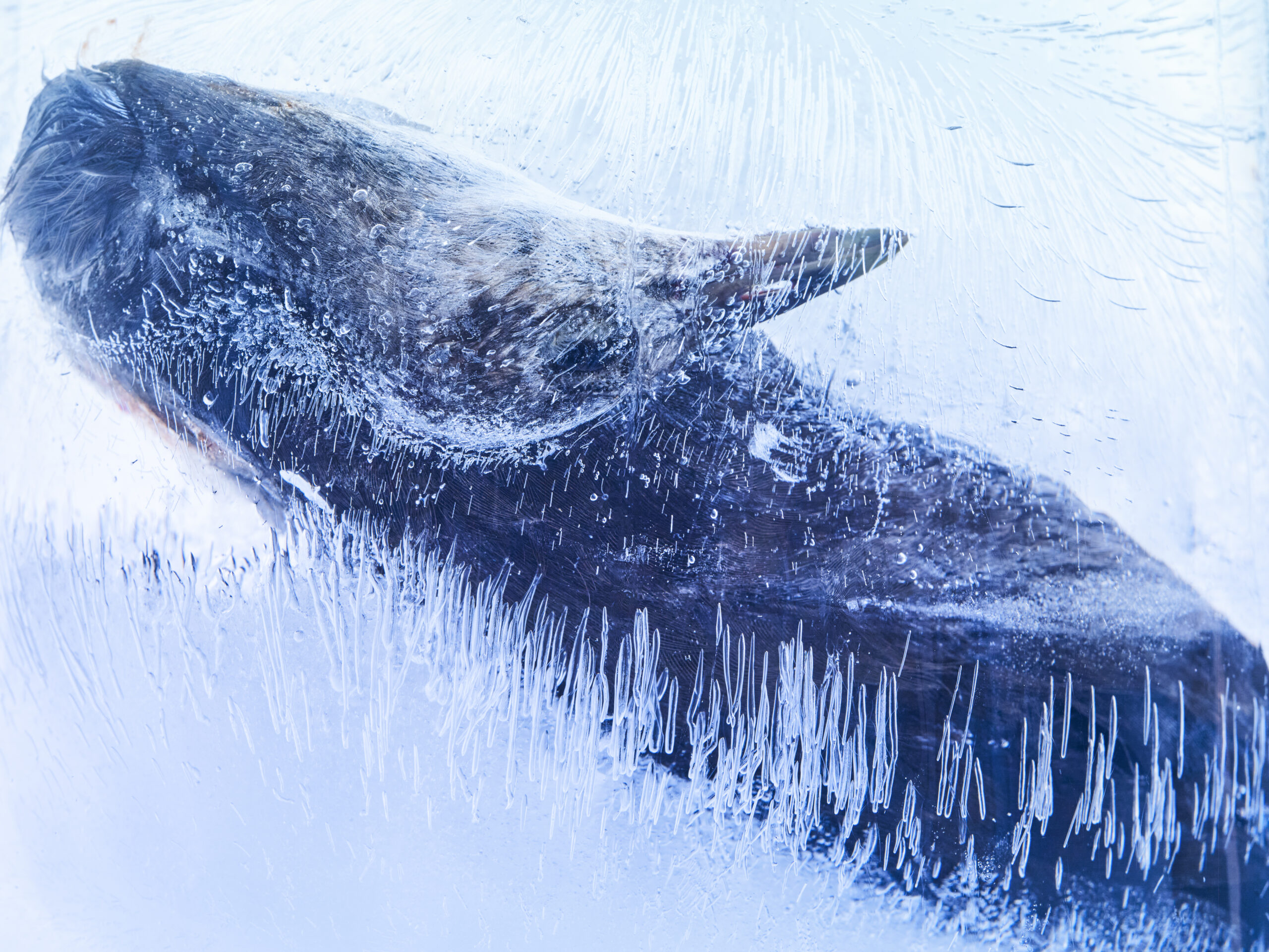 〈FROZEN GAZE_405297〉, 2021, Pigment print ⓒ 조선희