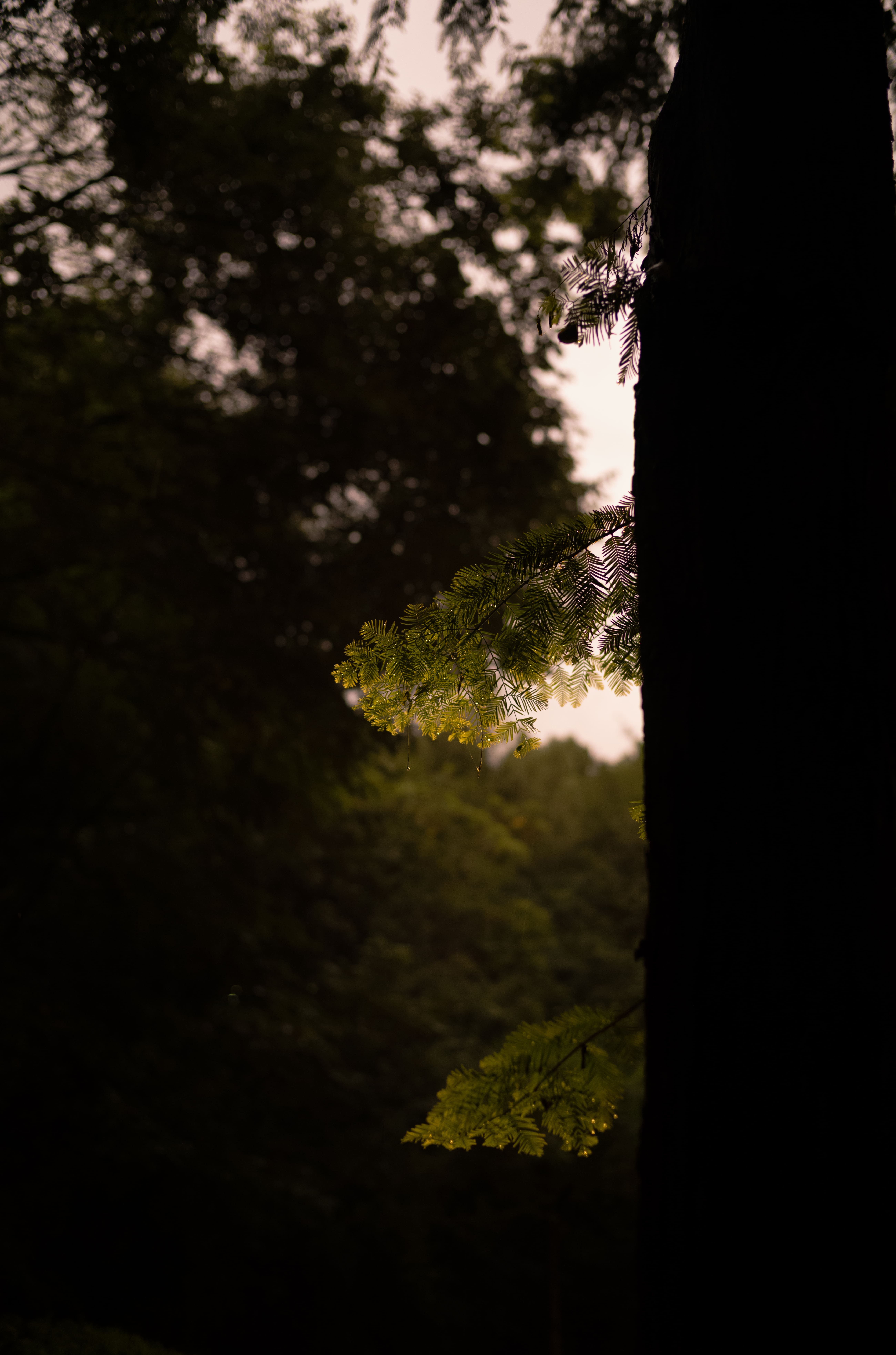 김다솔, 〈맑음〉, 2025, Inkjet print, 80x53cm