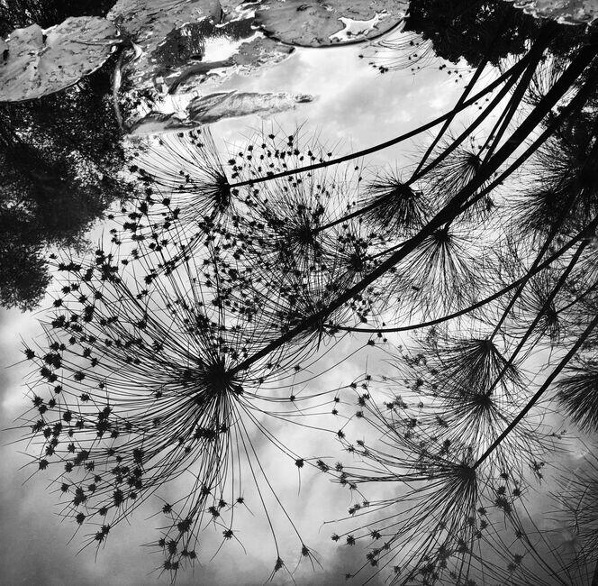 Jardins de Claude Monet, Giverny, Normandie, France, 2018-2021,  © Jean Gaumy/Magnum Photos 